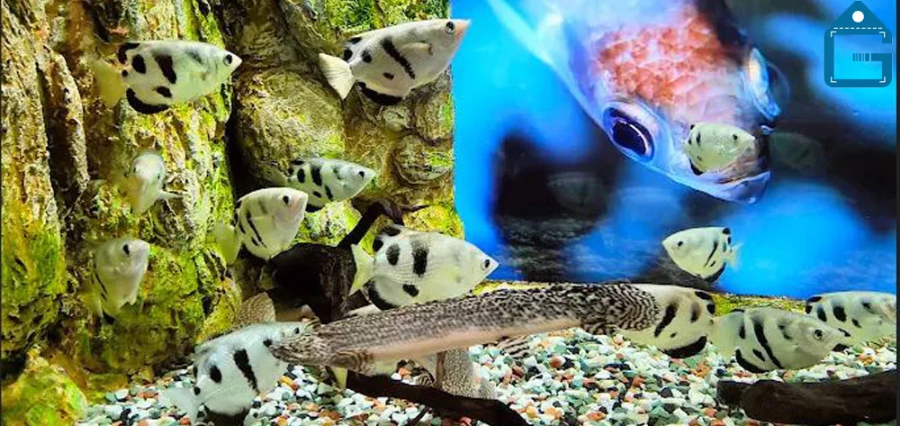 تصاویر ماهی های آکواریوم انزلی