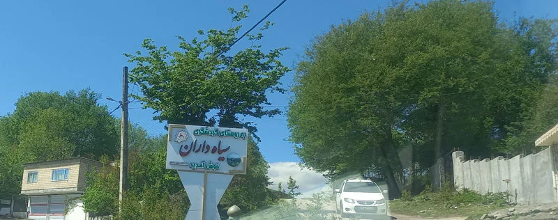 تصویر تابلو جنگل سیاه داران